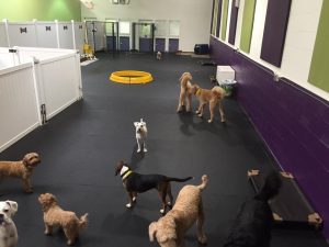 dog hotel in lake bluff, doggy daycare in lake forest, best dog grooming in lake forest