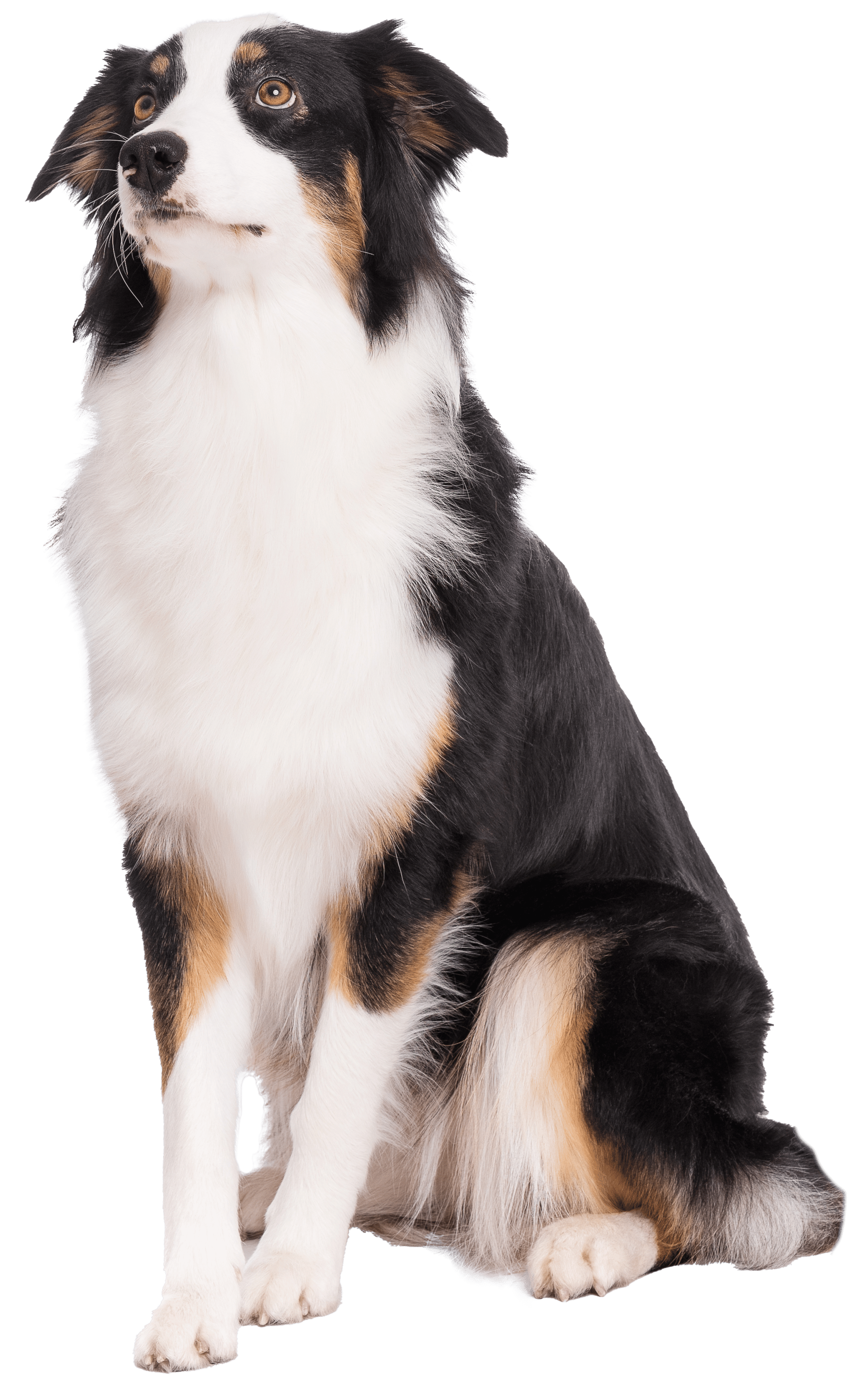 best dog grooming in lake bluff, doggy playcare in lake bluff, dog training in lake forest