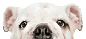 Close-up curious bulldog peeking over edge