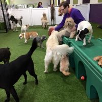 dog makeover in chicago, dog makeover in chicago, dog hotel in chicago