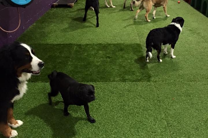 train your dog in lake forest, trusted dog playcare in lake bluff, dog makeover in lake bluff