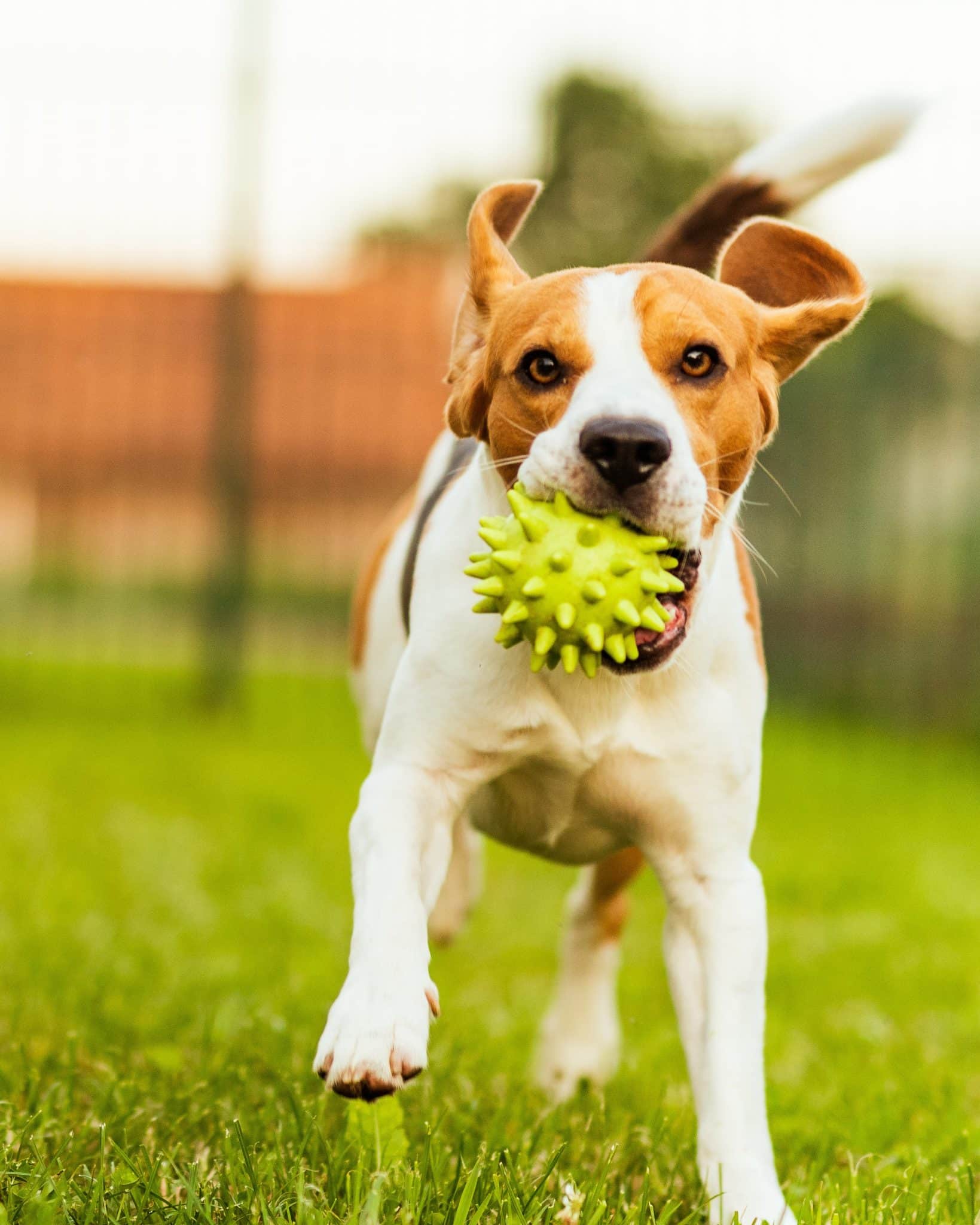 train your dog in lake forest, trusted dog playcare in lake bluff, dog makeover in lake bluff