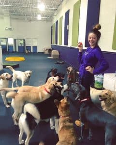dog daycare in Highland Park, Libertyville dog training, best dog training near me