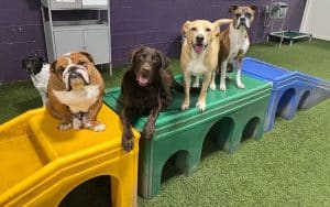 dog daycare in Highland Park, Libertyville dog training, best dog training near me