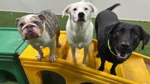 dog hotel in lake bluff, boarding for dogs in lake forest, train your dog in lake forest
