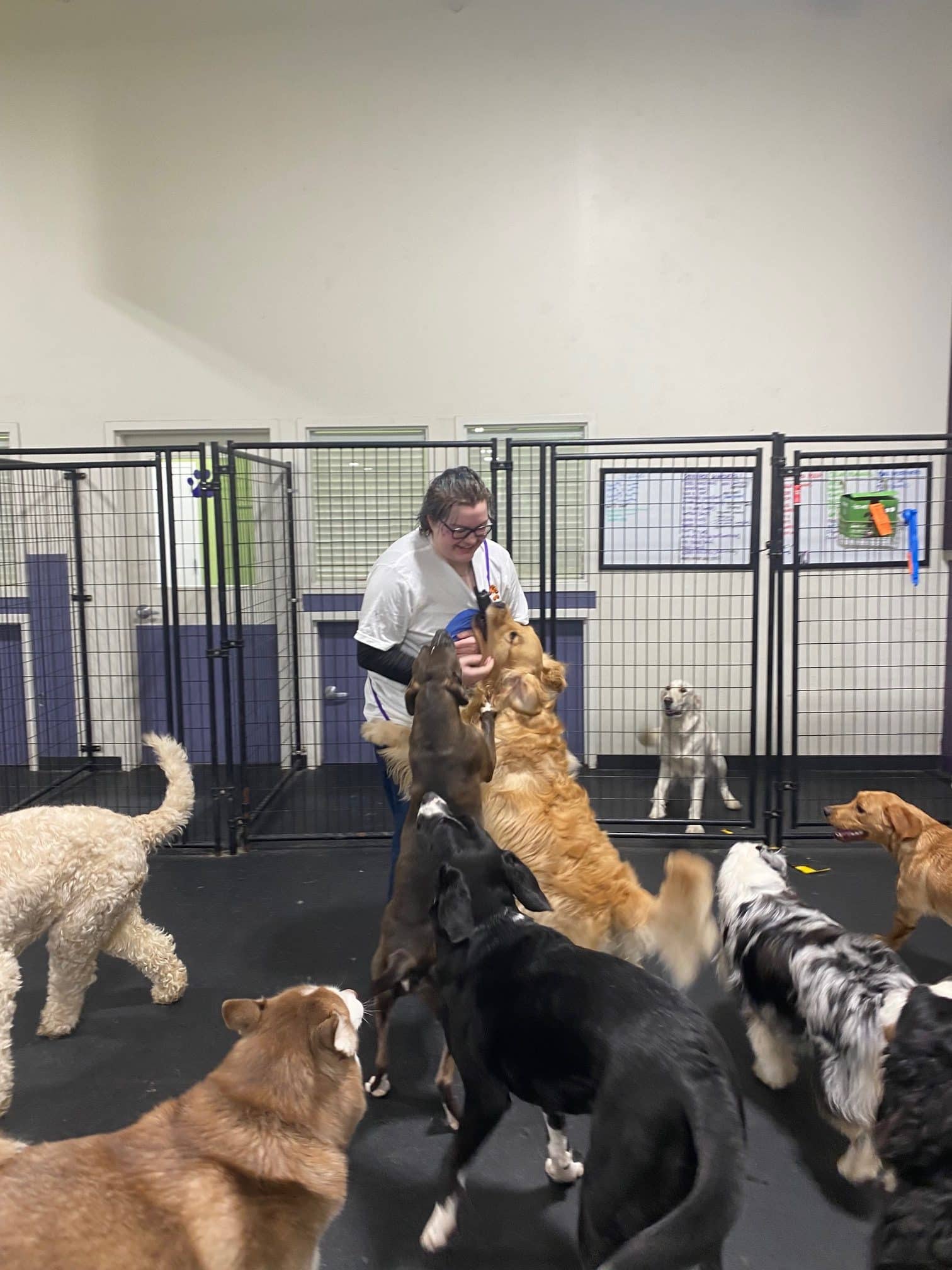 dog training in gurnee, train your dog in gurnee, gurnee dog daycare