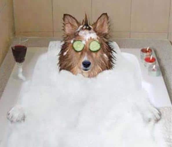 gurnee dog bath, dog bath in gurnee, pet bathing in gurnee