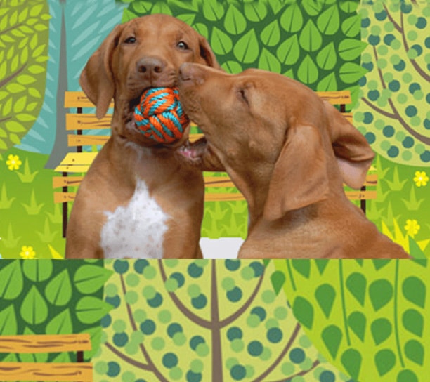 dog daycare in libertyville, libertyville dog daycare, puppy daycare in libertyville
